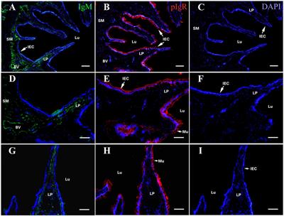 Polymeric Immunoglobulin Receptor Mediates Immune Excretion of Mucosal IgM–Antigen Complexes Across Intestinal Epithelium in Flounder (Paralichthys olivaceus)